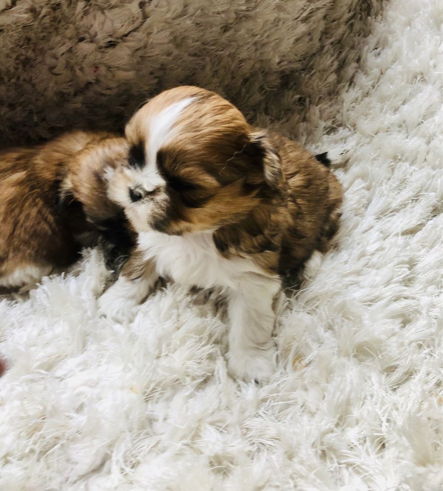 Shih tzu szczeniaczek