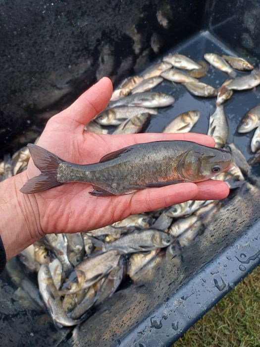 Karp narybek/kroczek. Jesiotr, Miętus, Amur,.