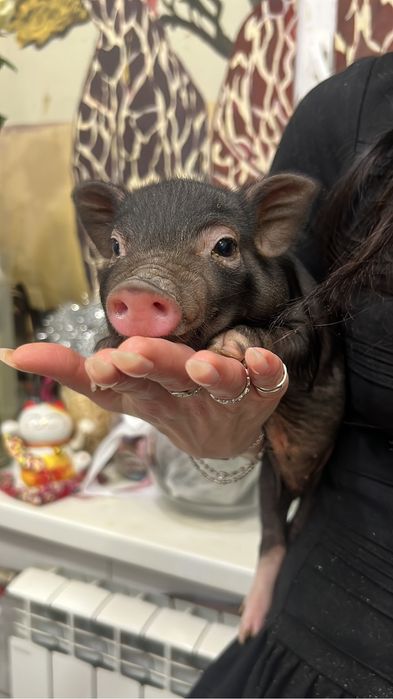 Міні піг дівчинка, міні свинка