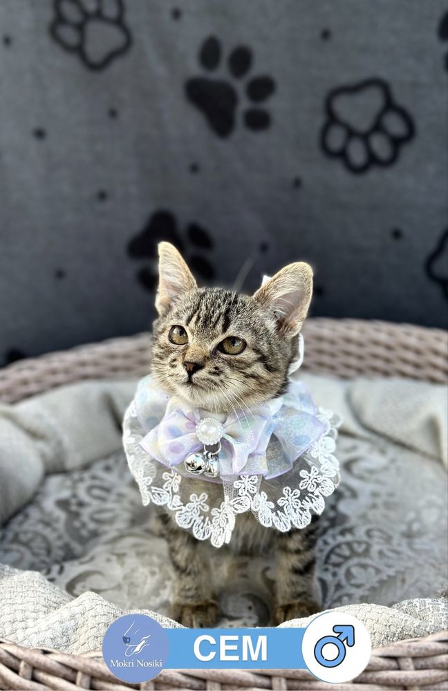 Кошеня в добрі ручки хлопчик