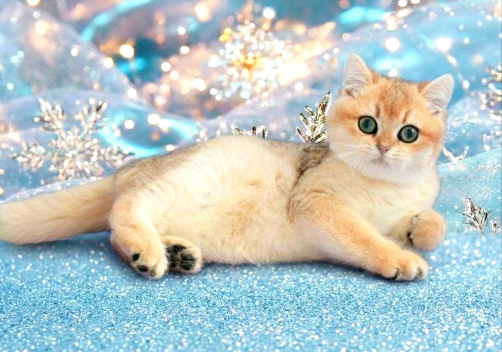 Золотой котёнок британская шиншилла