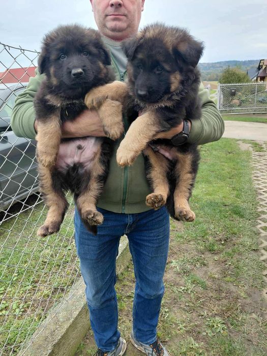 Owczarki Niemieckie dlugowlose