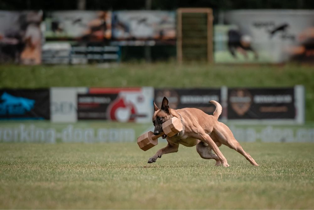 Szczeniak Owczarek Belgijski Malinois FCI