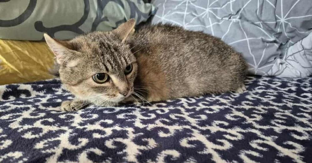 Grzeczna i miziasta Trinity szuka domu