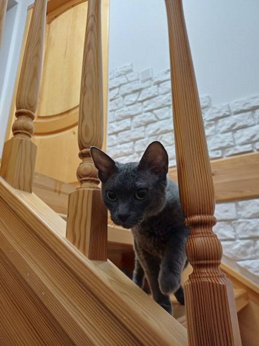 Девон Рекс хлопчик терміново у зв'язку із переїздом.