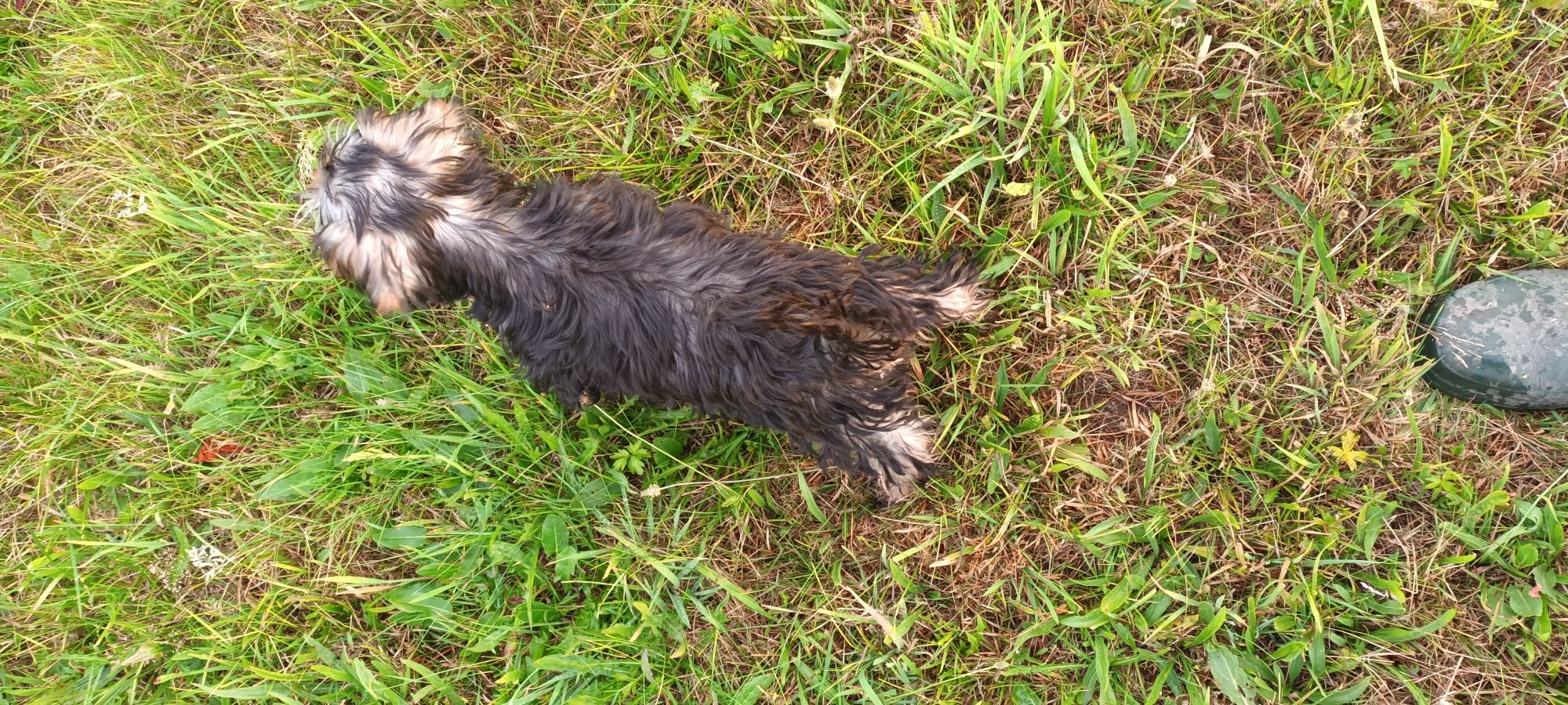 York Terrier piesek