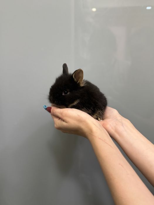 Нідерландський карликовий кролик супер  міні