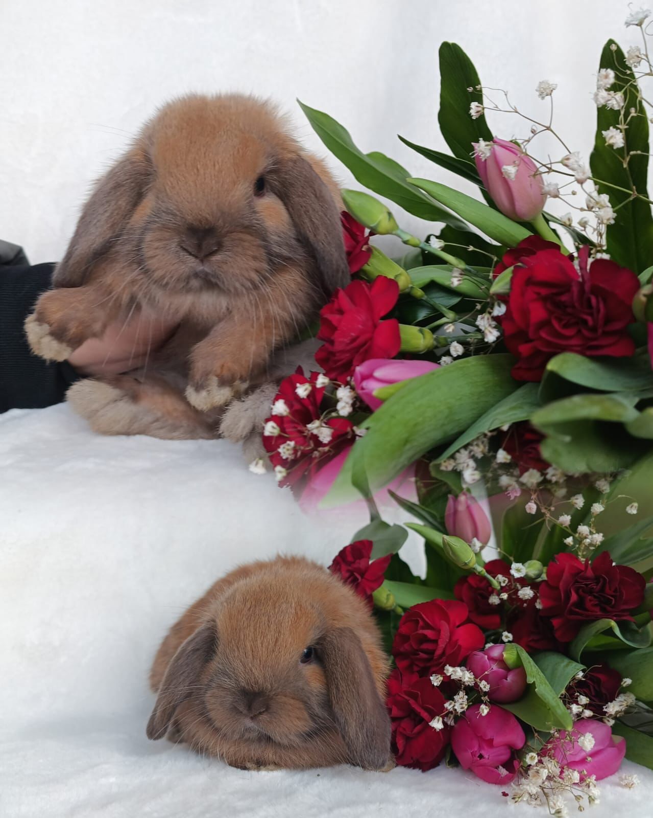 Królik baranek mini lop karzełek domowy