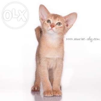 Абиссинский котенок(шоу-класс) - американский тип, питомник Sunrisе