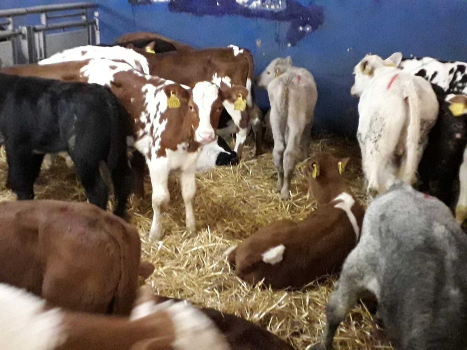 Cielęta, cielaki, byczki oraz jałówki mięsne, MM,MS,HF transport