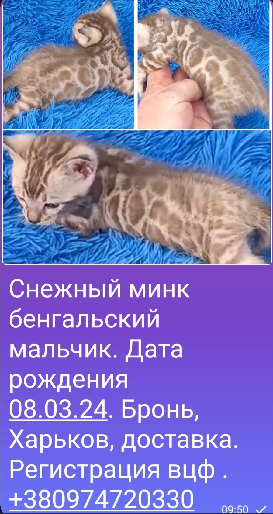 Бенгальский кот котёнок