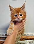 Rezerwacja Maine Coon, kocurek, rodowód FPL