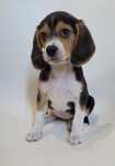 Femea beagle tricolor