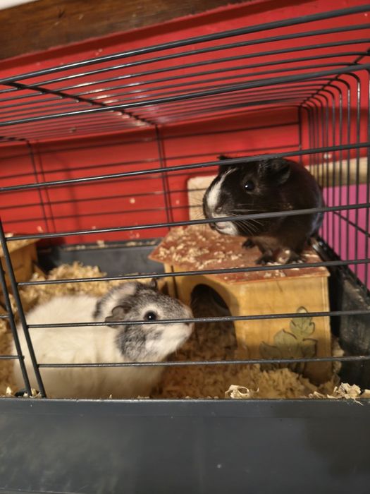 Sprzedam świnki morskie