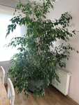 Kwiatek fikus benjamin 260 cm
