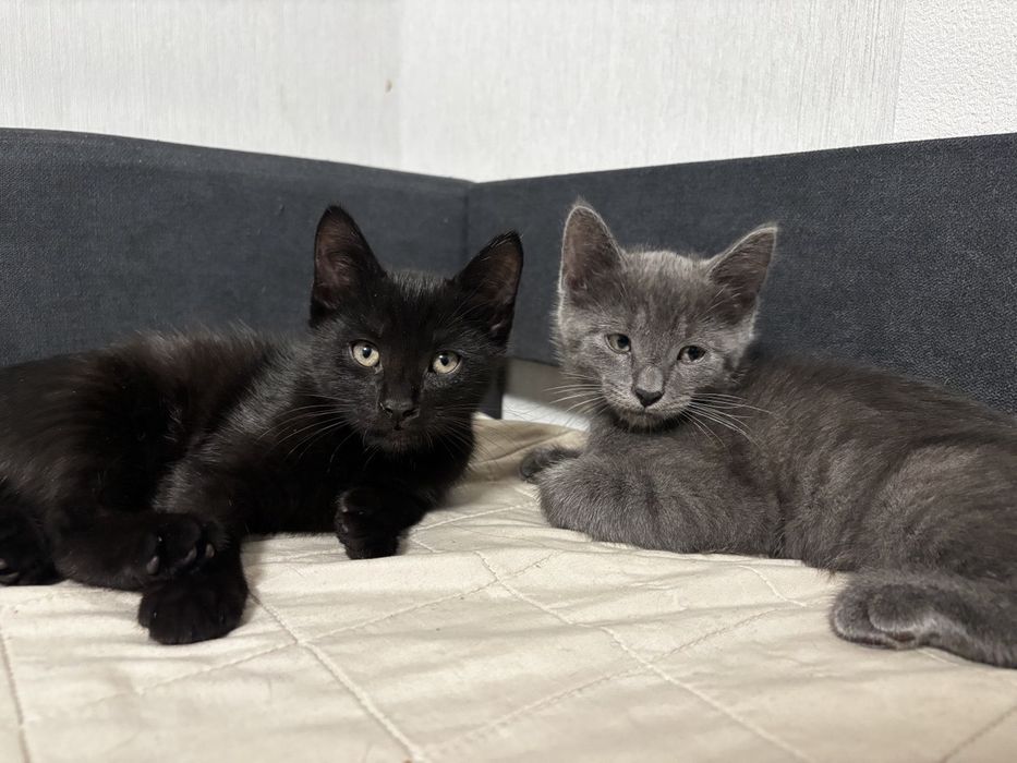 Котики в гарні руки