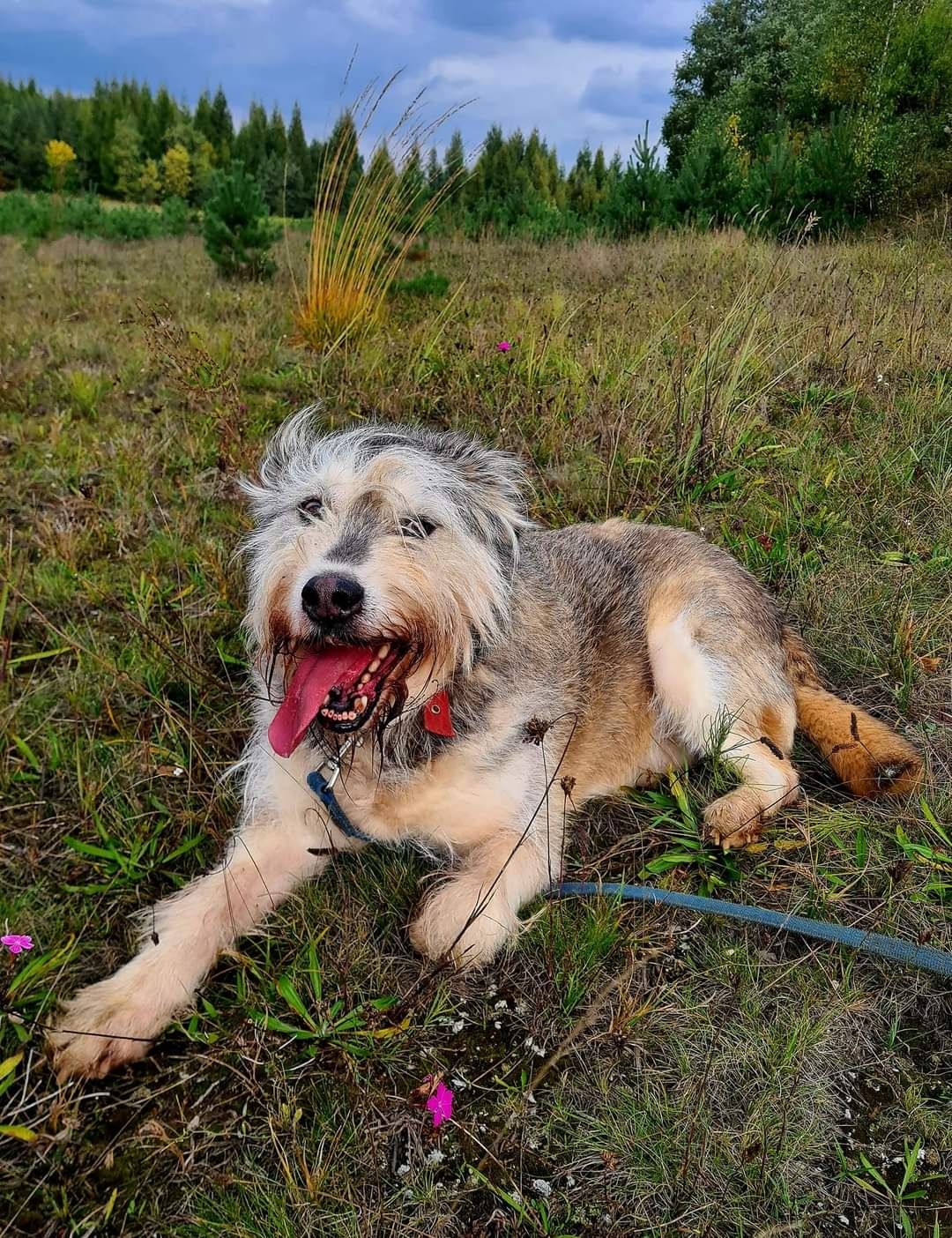 Wesoły, szorstkowłosy psiak Angelo poleca się do adopcji