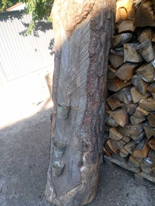 Pień sosnowy oryginalnie żywicowany z kubkami