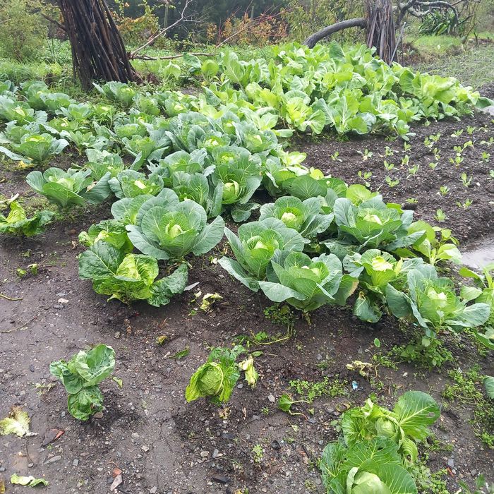 Repolho e penca biológica
