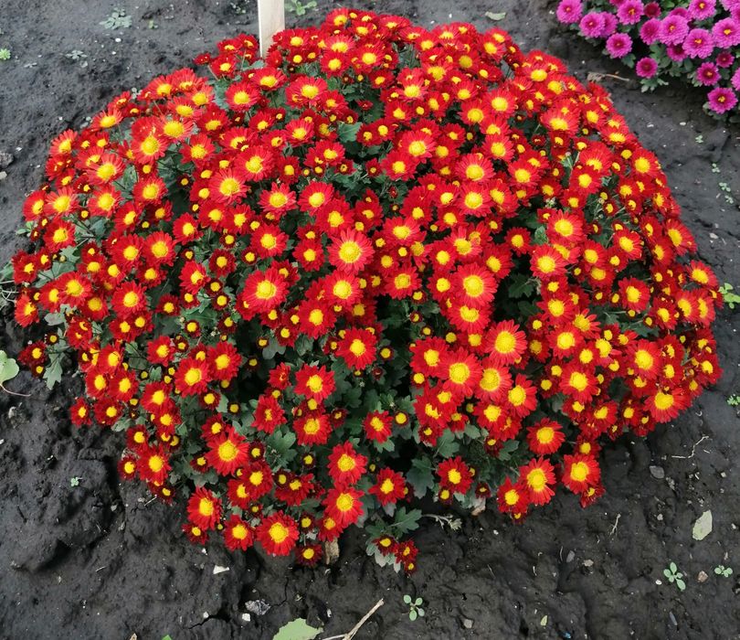 Хризантема мультифлора.