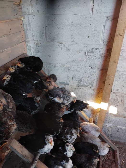 Продам декоротивные куры