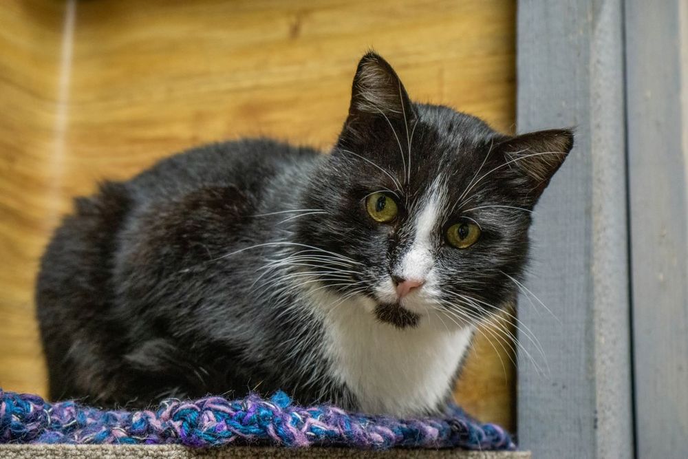 Rafiki, śliczny przyjacielski kot do adopcji