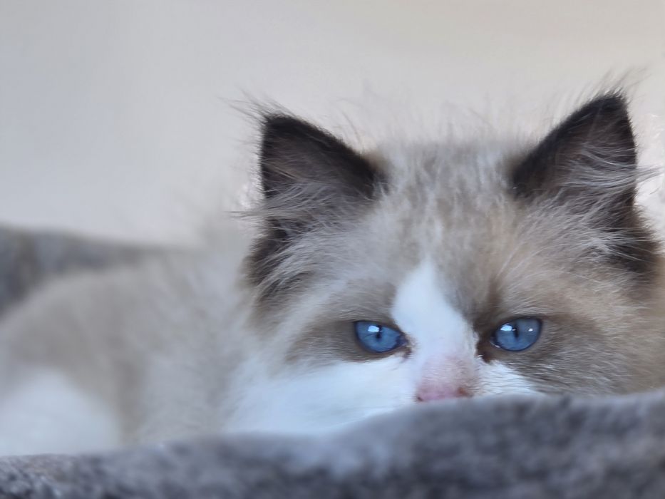Kotek RAGDOLL kocurek blue  Bicolour