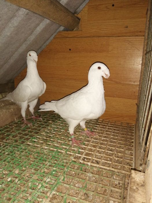 Gołębie niemiecki wystawowy