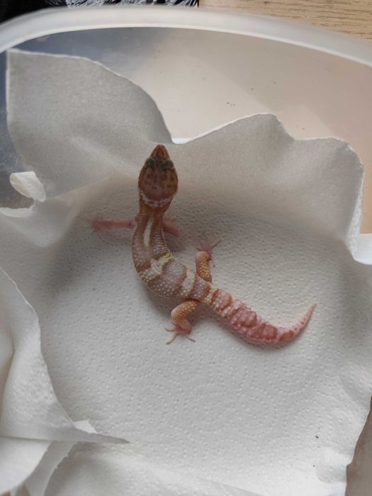 Sprzedam młodą samiczkę gekona lamparciego