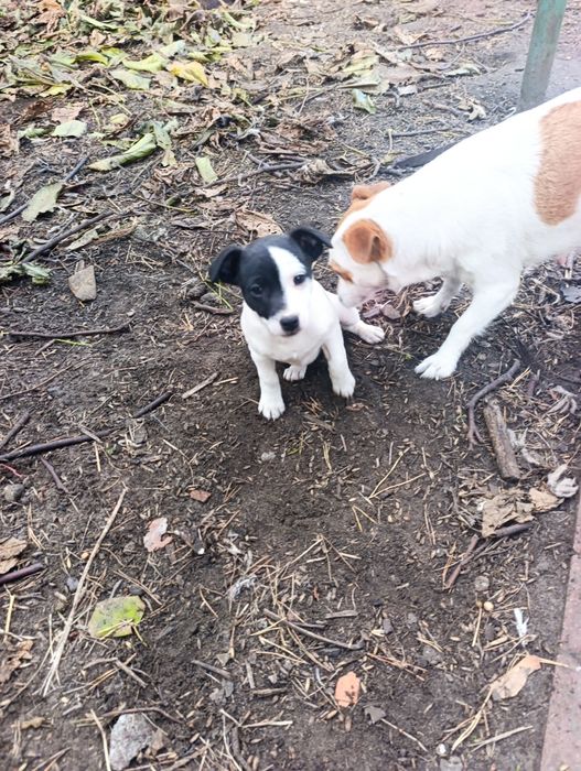 Jack Russell terrier suczka