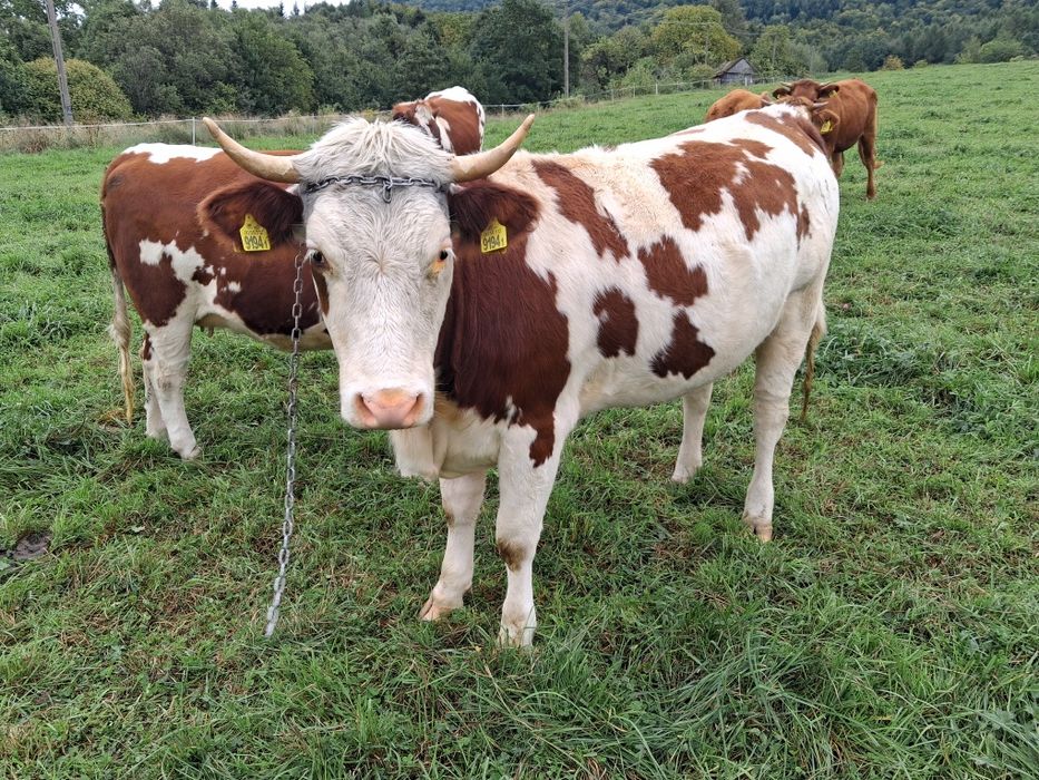 Dwie jałówki mleczne wysokocielne