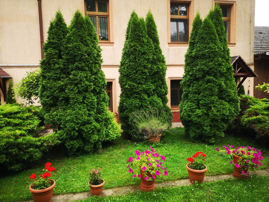 Tuja, thuja szmaragd 3 sztuki za 100zł