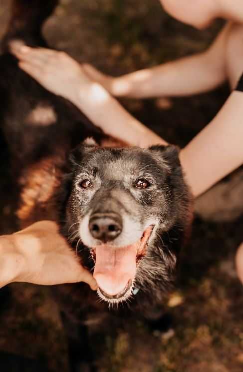 Urocza seniorka Mela szuka domu!!!