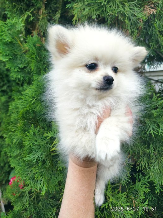 Шпицы мальчик и миниатюрная девочка