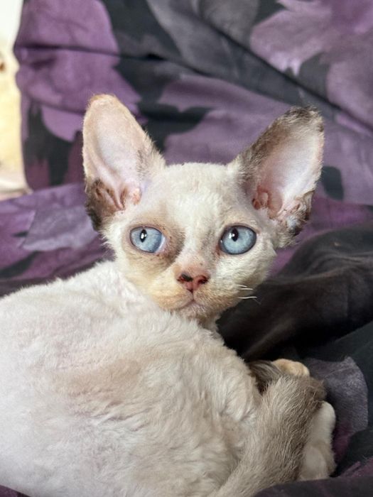 Kotka  point z niebieskimi oczami Devon Rex