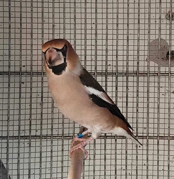 Varias aves de fauna