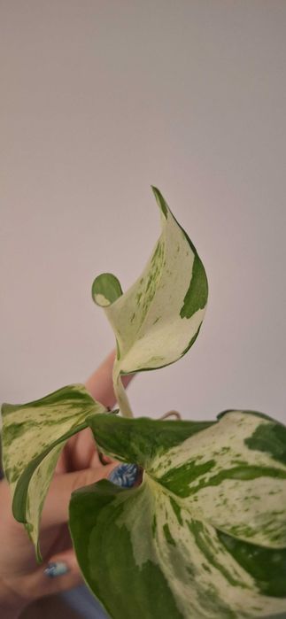 Piękne Epipremnum happy leaf