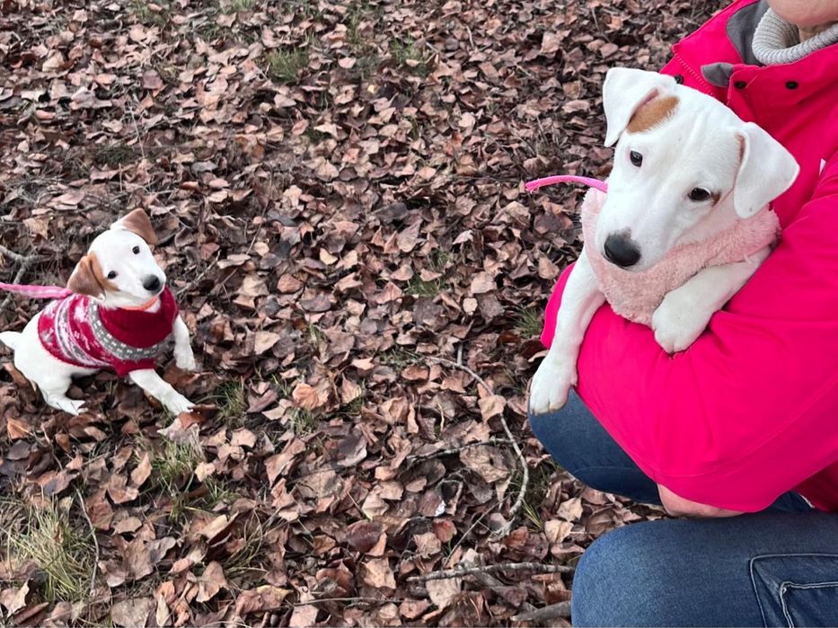 Красивые девочки ищут самых лучших родителей