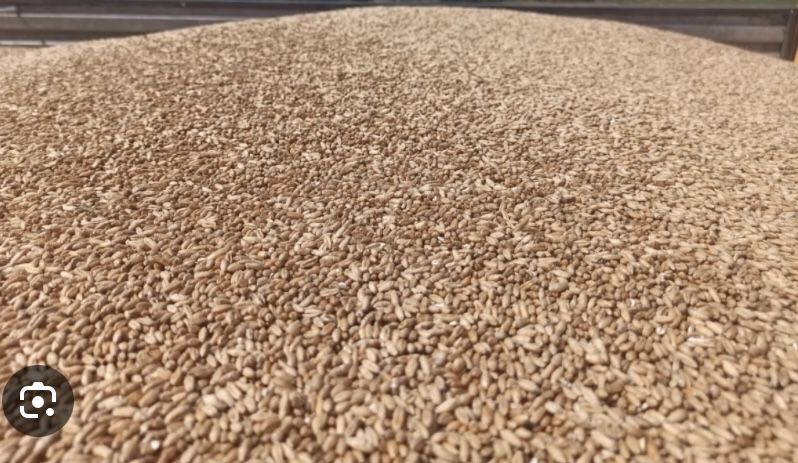 Zboże do sprzedania