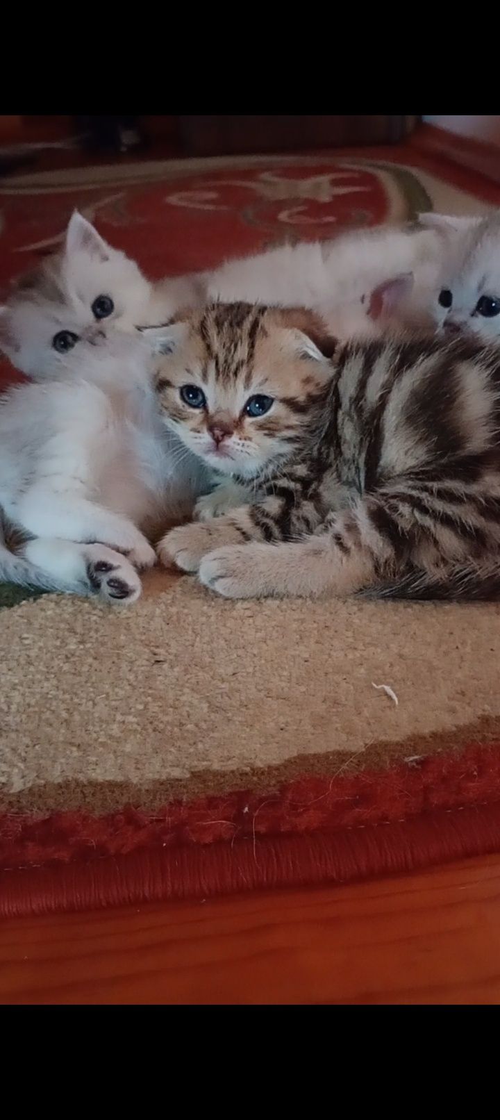 Скотіш фолд хлопчик таббі