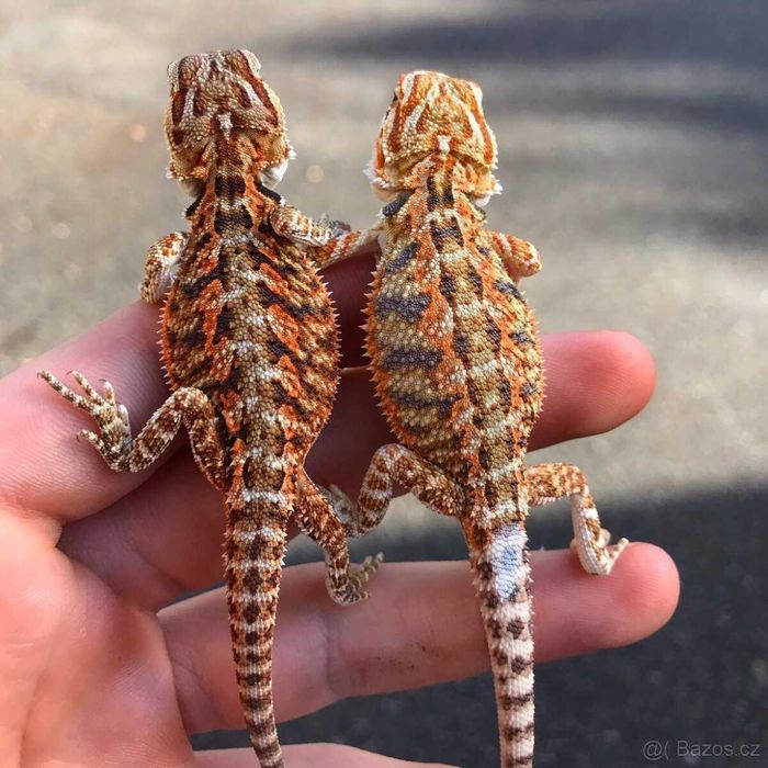 Agama brodata - Red / Orange - czerwona - piekne młode - transport