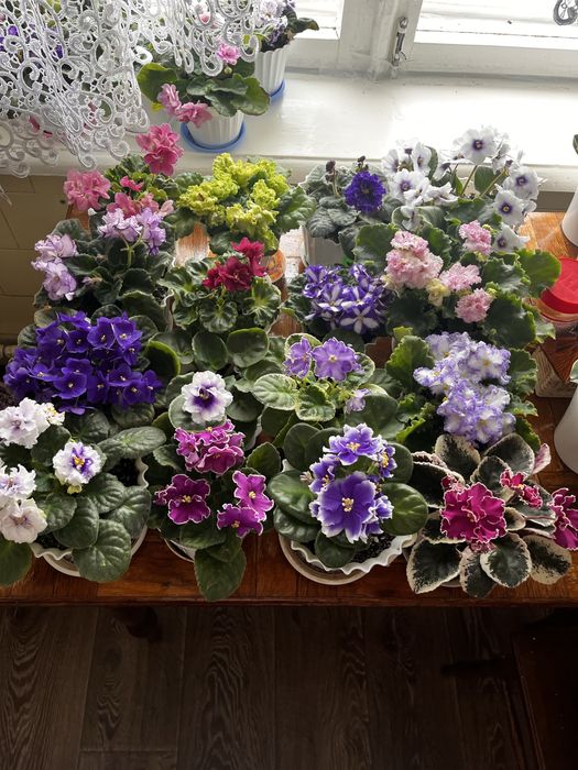 Терміново продам фіалки!