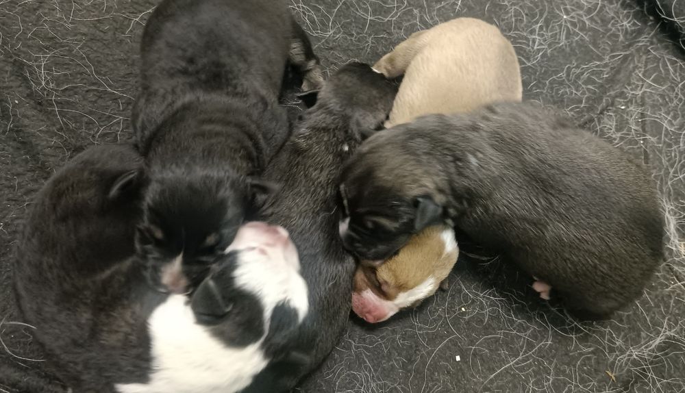 Szczeniaki wyżeł niemiecki