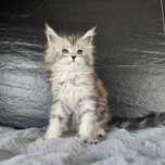 Koteczka Maine coon rodowód Fpl do hodowli,  hodowlany