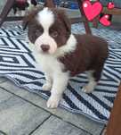 INEZ, Border Collie, szczeniak z rodowodem, suczka