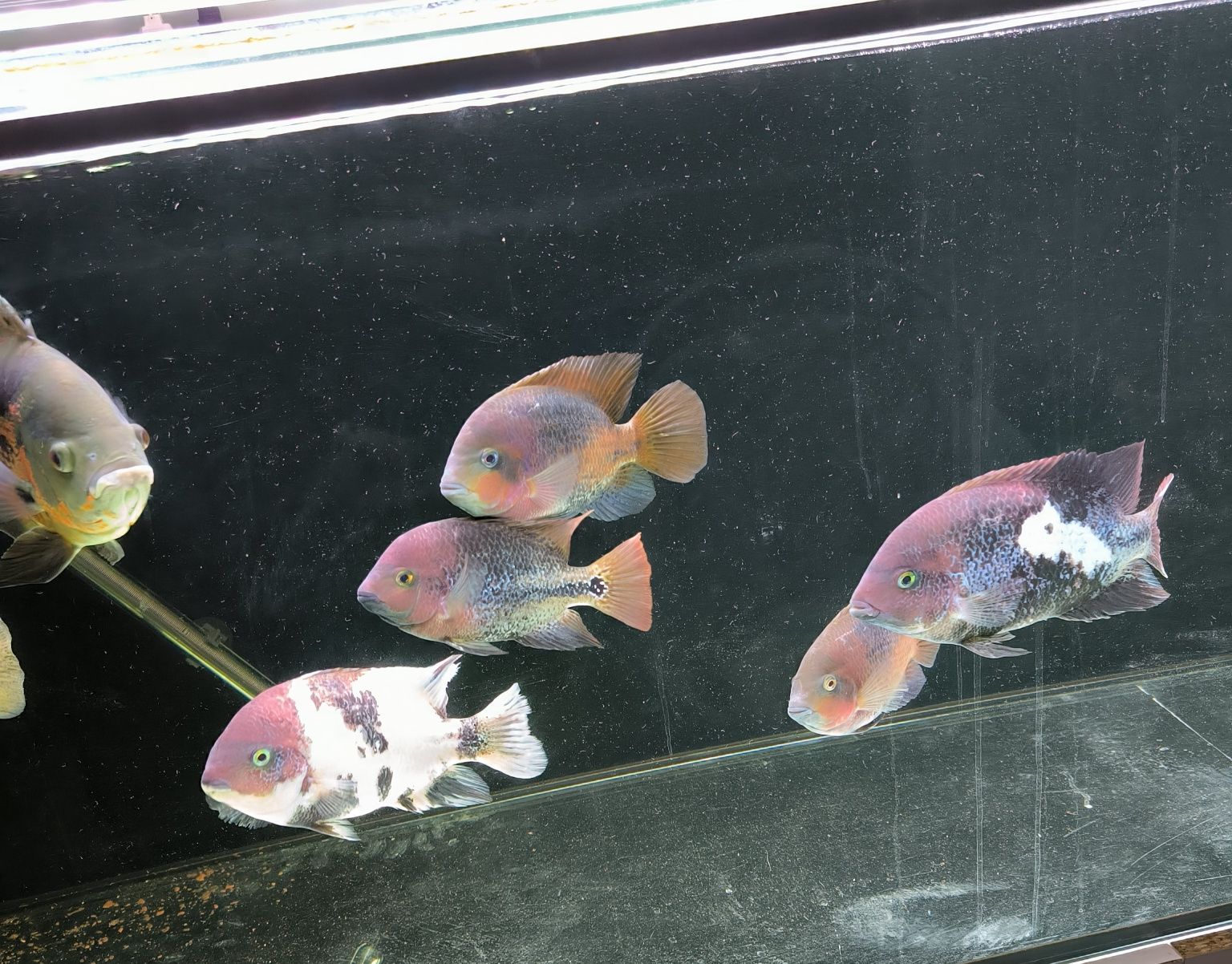 2 peixes Oscar 5 vieja
