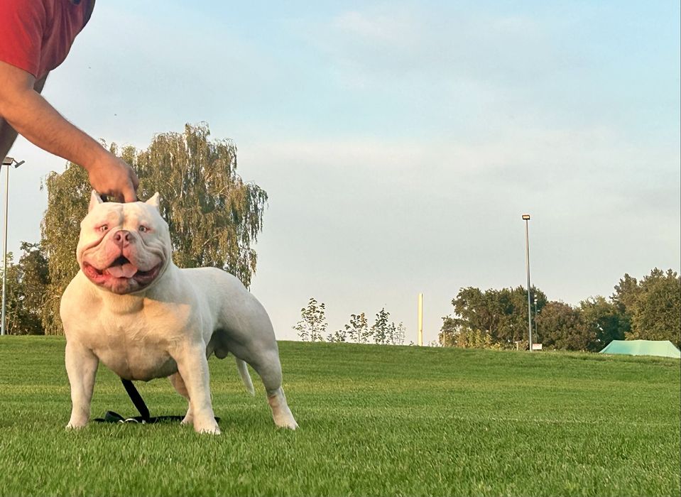 American bully standard ABKC