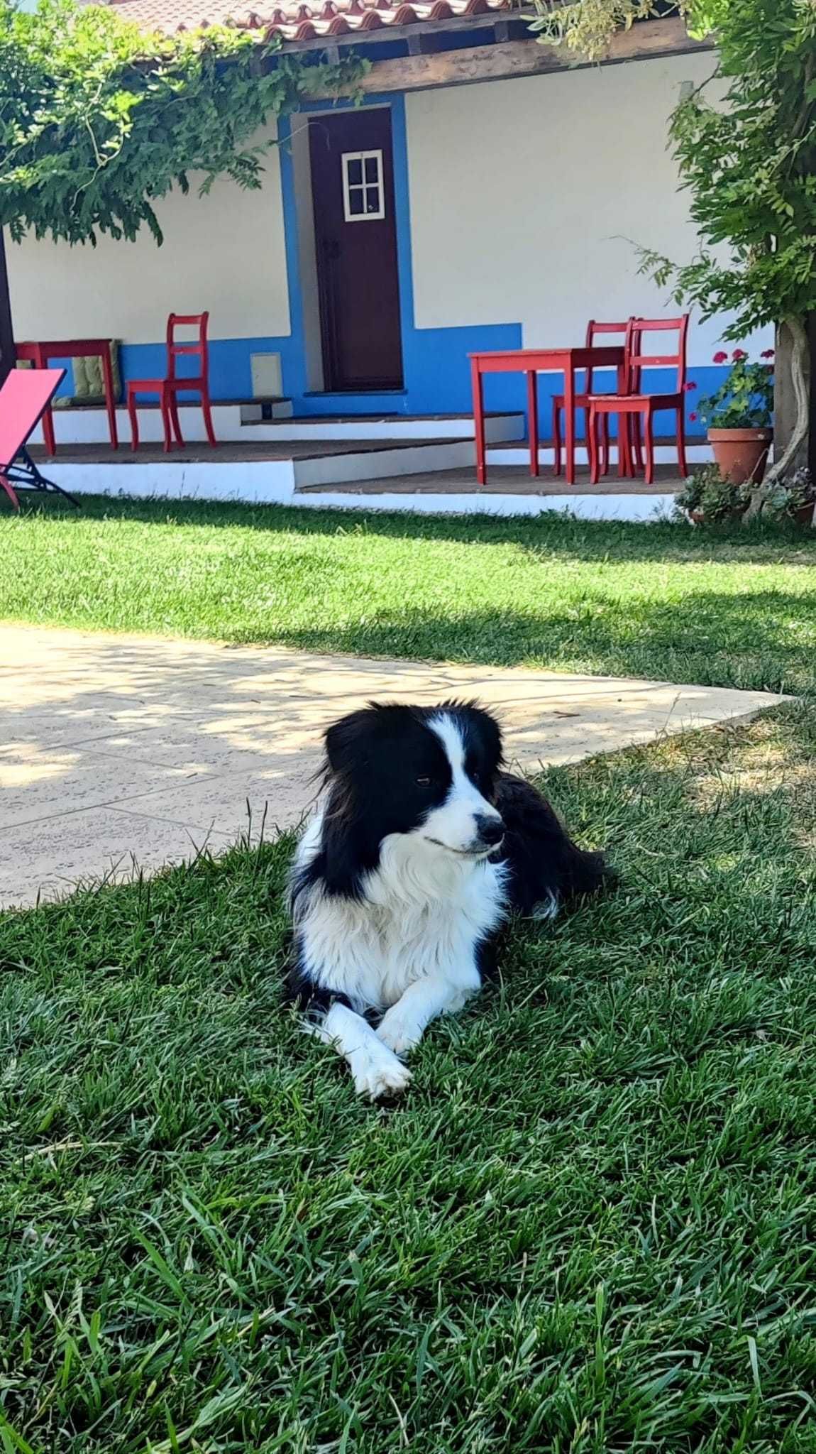Border Collie com Pedigree