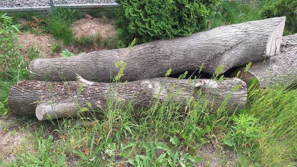 Kłody JESIONÓW Sprzedam