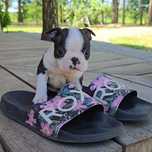 Boston Terrier Zkwp FCI Piesek